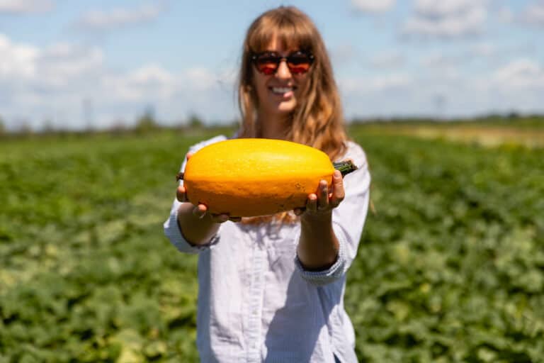 Ferme Forget - Autocueillette de courges