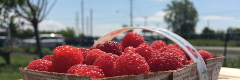 U-pick raspberries in Laval