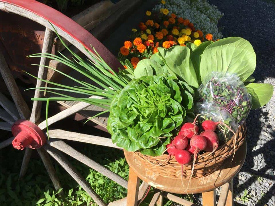 Tourisme gourmand à laval