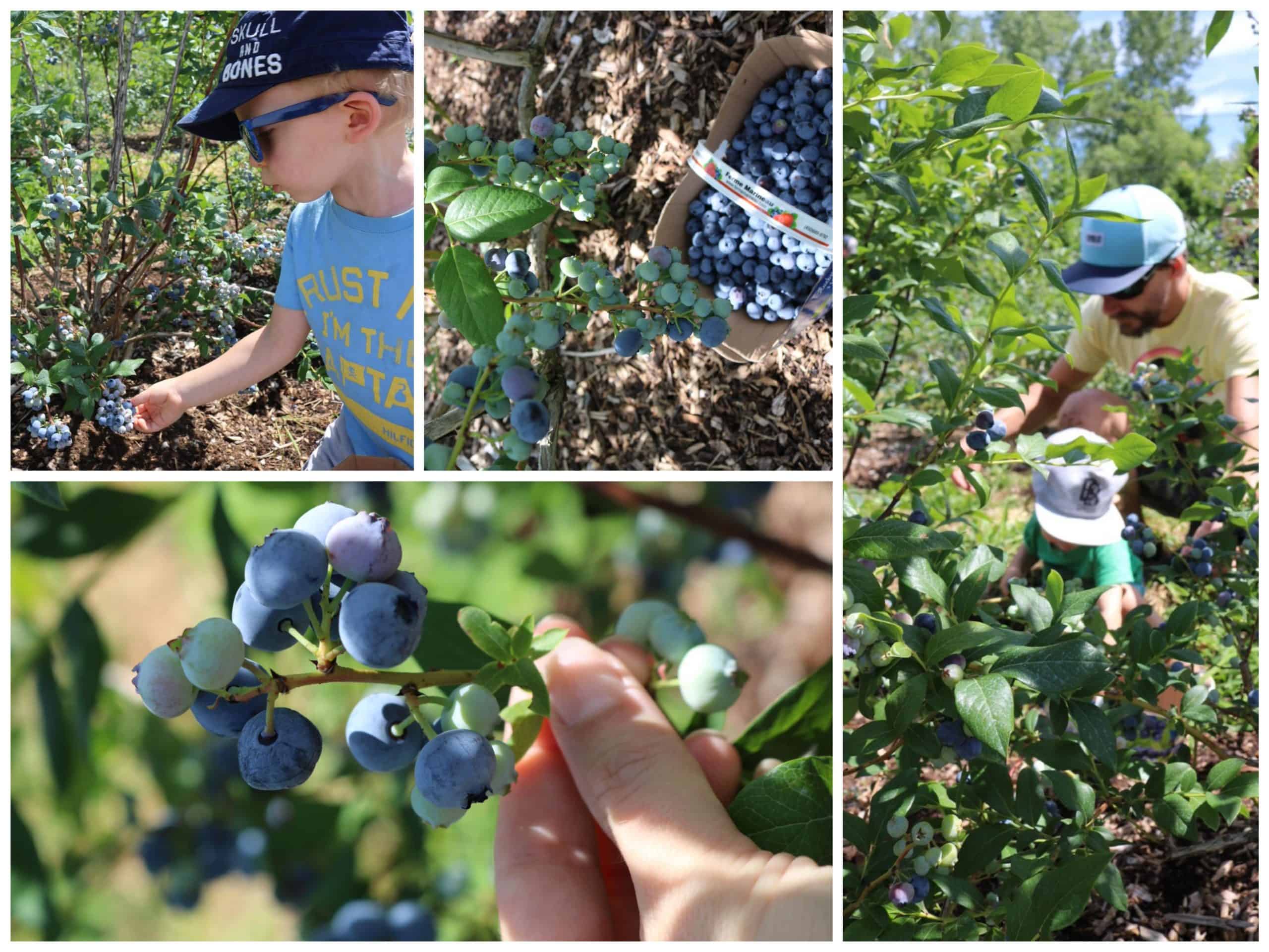 U-pick blueberries in Laval