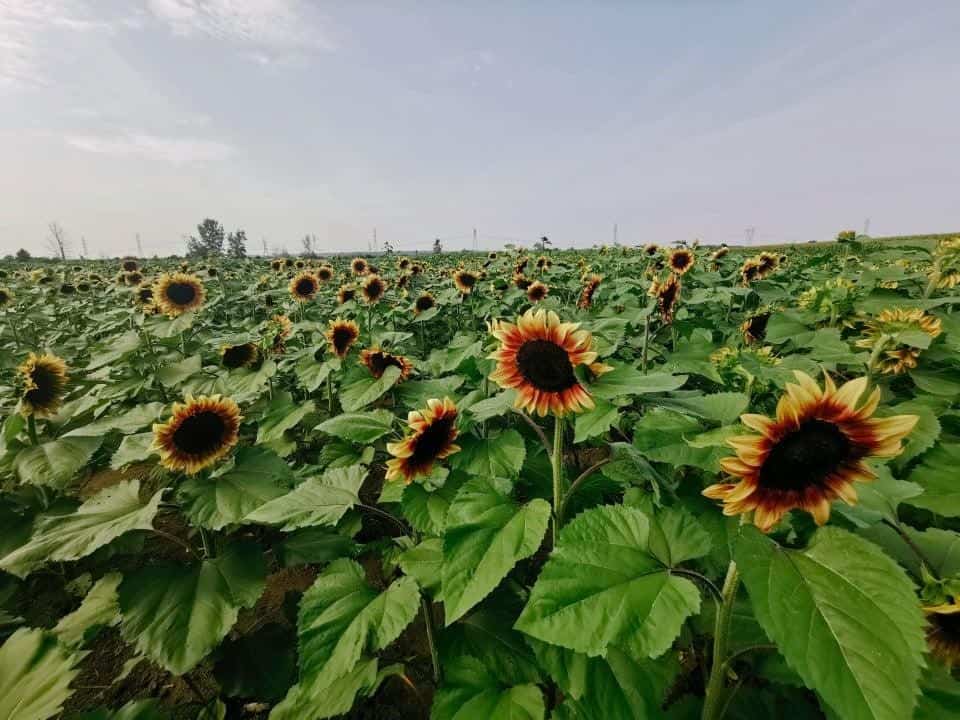 The very first sunflower and zinnia pick-your-own field opens in