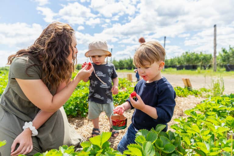 Autocueillette de fraises à la Ferme Marineau