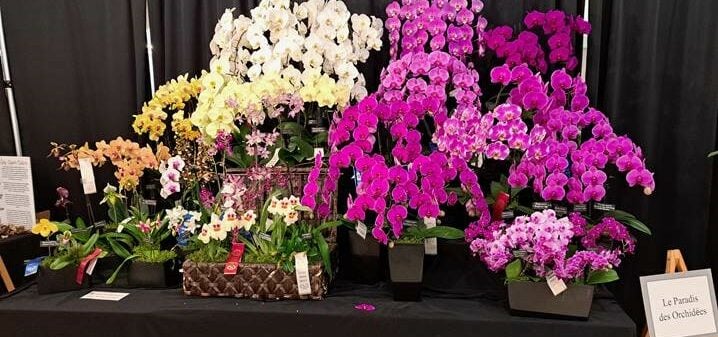 Le paradis des orchidées prix 2023 (1)