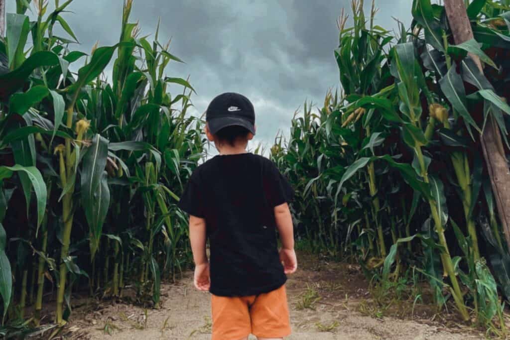 Giant corn maze