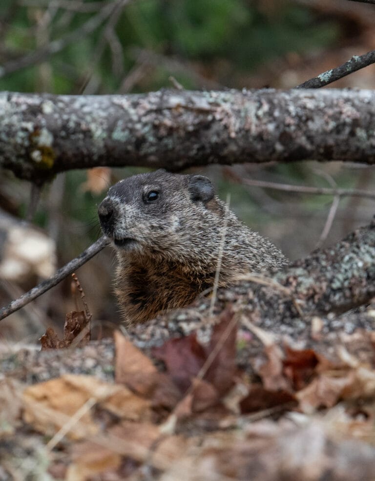 La marmotte de Laval, crédit André Chevrier