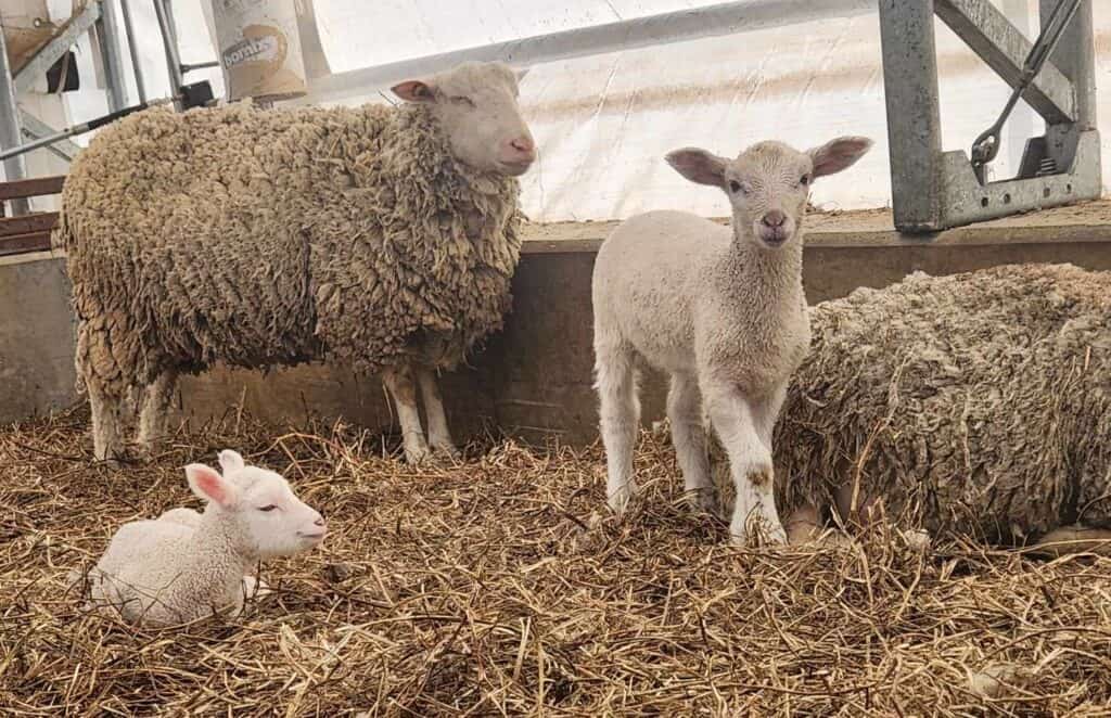 Visit to the Agneaux de Laval sheepfold