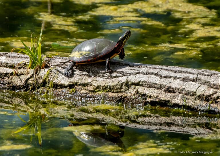 Tortue sur un tronc d'arbre au Parc de la Rivière des Mille-Îles - Credit photo André Chevrier