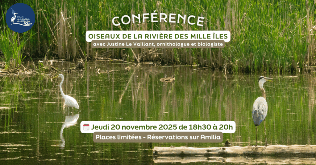 Conférence – Les oiseaux de la rivière des Mille Îles