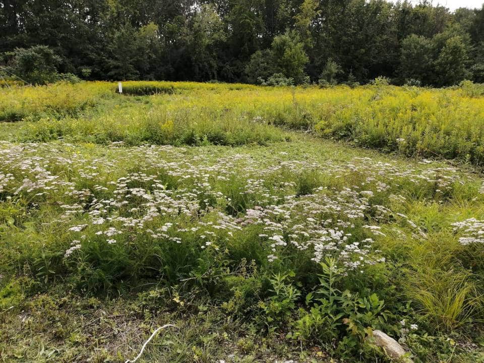 Fête des pollinisateurs
