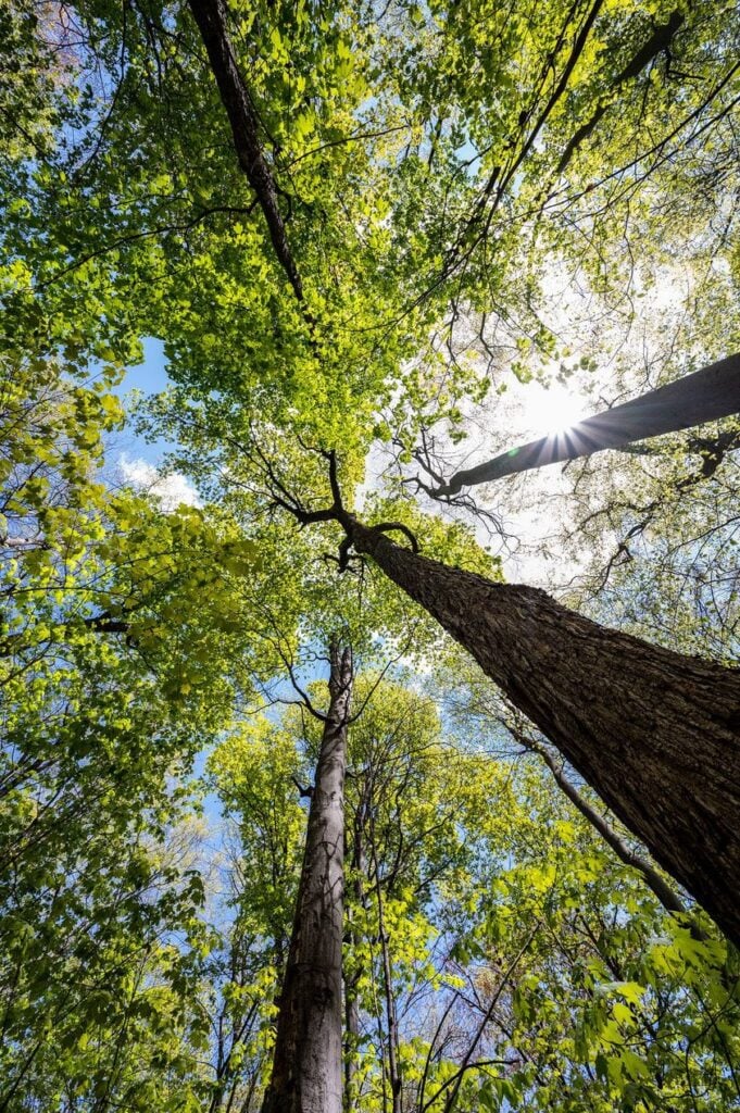 Nature Quiz